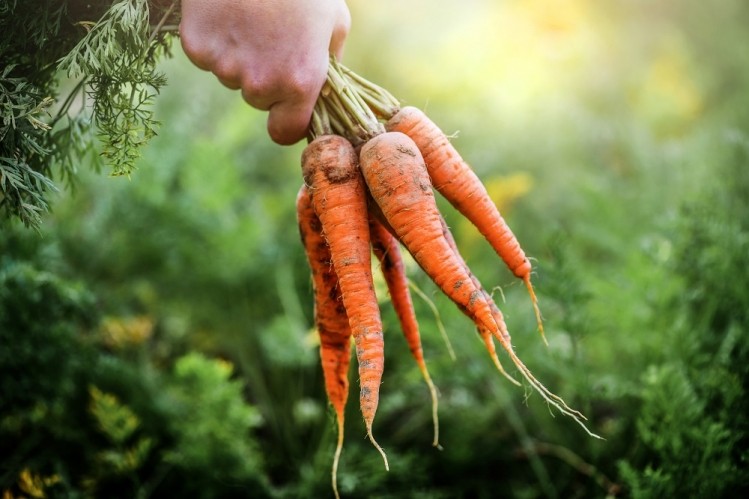 NutriLeads upcycles carrot pomace to produce its BeniCaros immune-supporting ingredient    Image © Milan Krasula / Getty Images 