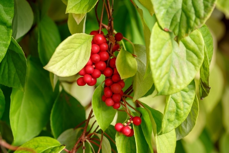 Schisandra chinensis or five-flavor berry on a branch. The berries possess all five basic flavors in Chinese herbal medicine: salty, sweet, sour, pungent (spicy), and bitter.   Image © Geshas / Getty Images 