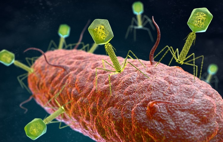The study used a combination of five different bacteriophages - viruses that specifically target bacteria - to protect against IBD.   Image © iLexx / Getty Images