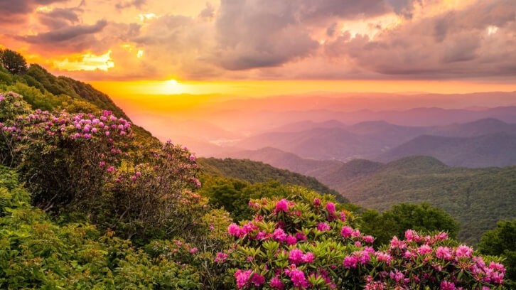 The Great Craggy Mountains along the Blue Ridge Parkway in North Carolina with Catawba Rhododendron in the foreground © Sean Pavone / Getty Images