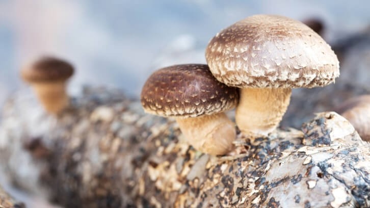 Shiitake mushrooms being cultivated on a log.  Image © zhudifeng / Getty Images