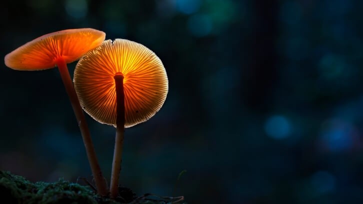 Ten thousand people take survey to determine if they can identify mushrooms. @ Lakes4Life/Getty Images