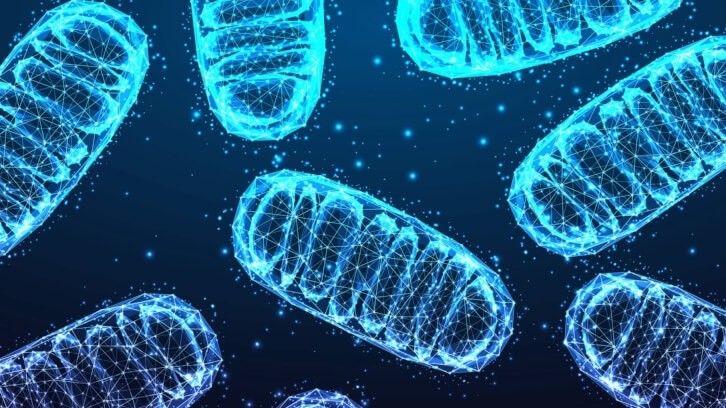 The science-based startup is developing multi-ingredients supplements that target the mitochondria, subcellular structures that play a key role in energy metabolism throughout the body © inkoly / Getty Images