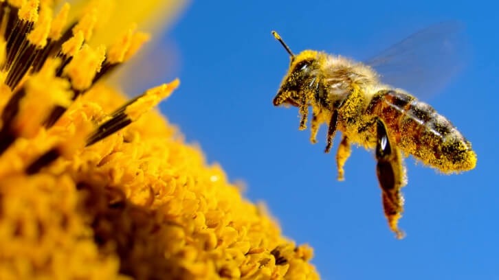 The study is one of the first to describe the influence of unprocessed bee pollen supplementation on gastric mucosa. @ Alexandrum79/Getty Images