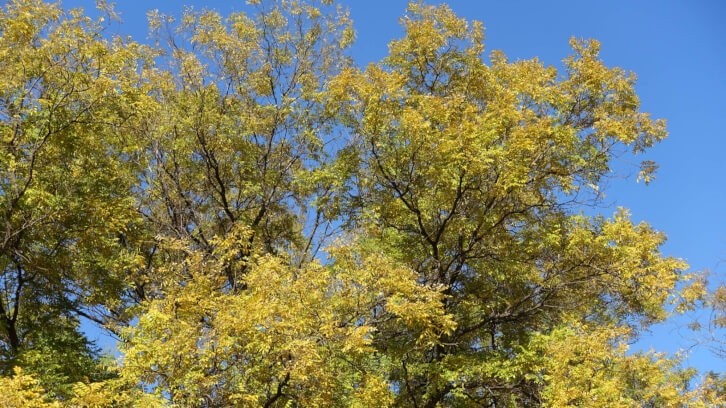 EubioQuercetin combines quercetin derived from the Japanese pagoda tree (pictured) with a unique non-digestible oligosaccharide prebiotic, rutinose.   Image © apugach / Getty Images 