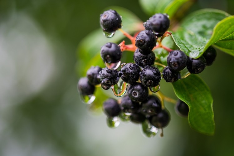 Aronia melanocarpa (black chokeberries) is the most studied Aronia.  Image ©  Markus Novak / Getty Images