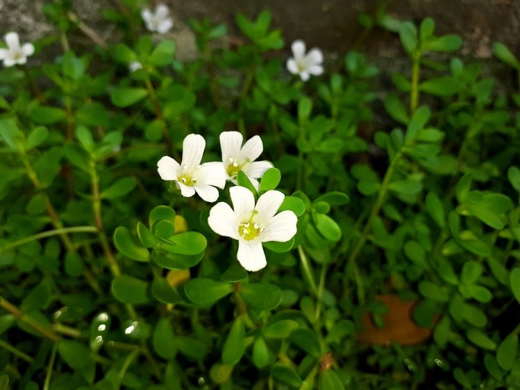 Bacopa monnieri is also known as brahmi and water hyssop.  Image © Tirtha Roy / Getty Images 