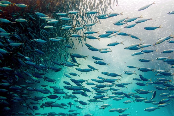 The Peruvian anchovy fishery—a major source of marine omega-3s—is among the world's better managed fisheries. Getty Images
