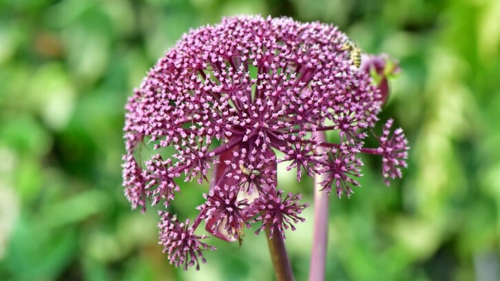 The new study explored the weight management of a Lactiplantibacillus plantarum strain isolated from Angelica gigas.   Image © Wirestock / Getty Images 