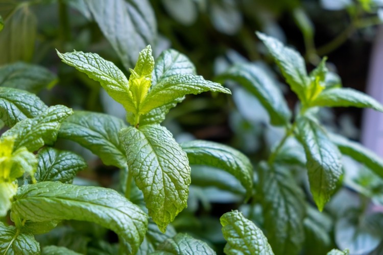 Kemin's Neumentix is derived from specific lines of spearmint developed using traditional plant breeding methods.   Image © Rawf8 / Getty Images