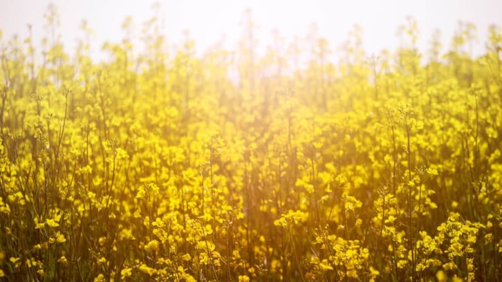 Nutriterra omega-3 oil is derived from canola engineered to produce higher levels of the omega-3 fatty acid DHA.  Image © weiXx / Getty Images 