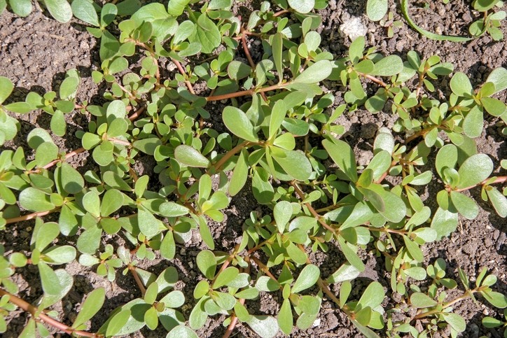 Purslane is a succulent ground cover plant known the world over. ©Getty Images - yuelan