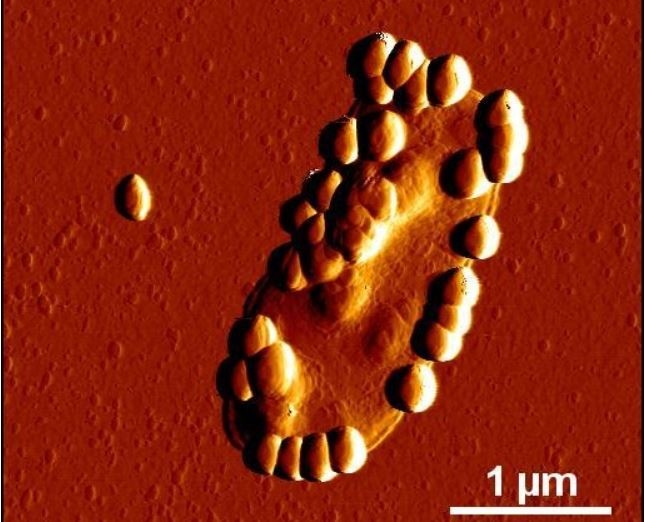 Silica nanoparticles adhering to an intestinal bacterium visualized by atomic force microscopy. ©Stauber Group, Mainz University Medical Center