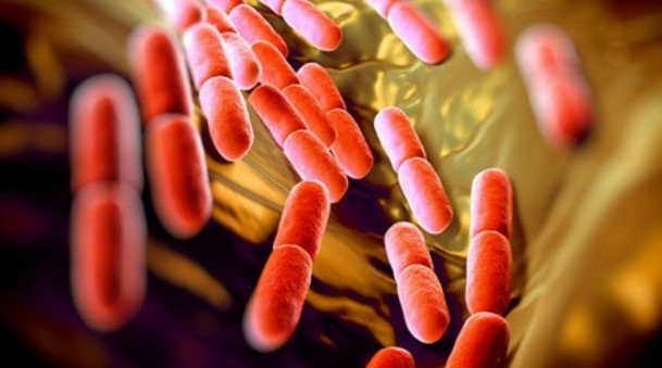 Winclove confident platform will speed up probiotic cycle