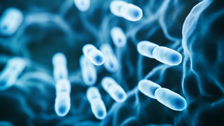 The new paper details work on the Lactiplantibacillus plantarum Inducia strain by scientists at BioCC OÜ and the University of Tartu in Estonia.   Image © koto_feja / Getty Images