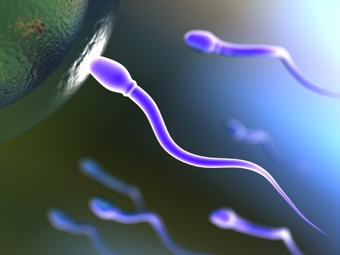 GettyImages - Successful sperm entering egg / mevans