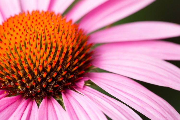 Echinacea purpurea or Purple Coneflower is a herb traditionally used to support the immune system.   Image © ChristopherBernard / Getty Images