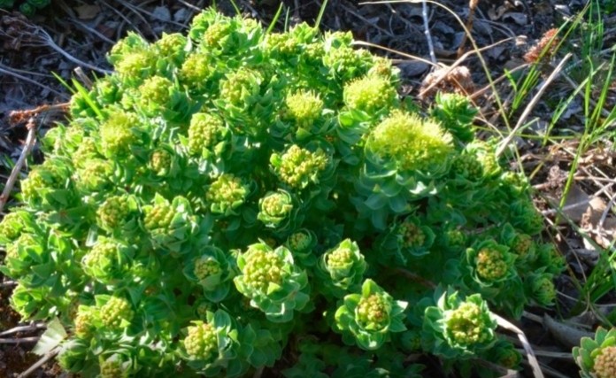 Project on Rhodiola verification provides example for industry, expert says 