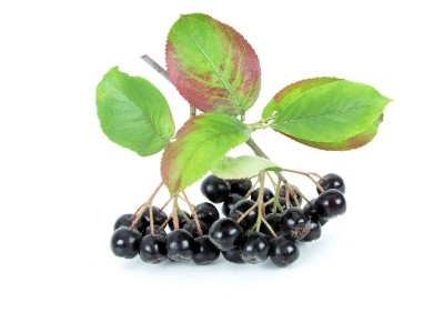Chokeberry potential could see it rival the cranberry market: Artemis Int’l President