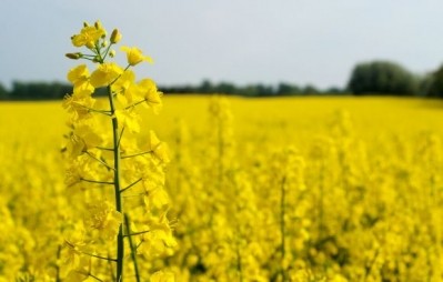 Will canola protein ever take off? BioExx explores sale of company