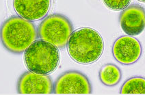 Qualitas opts for direct route to market with successful NDI filing on its algal EPA ingredient
