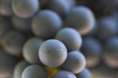 Grape seed extract in beverages shows promise in BP reduction