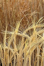Barley fiber may reduce the risk of developing diabetes: Cargill study
