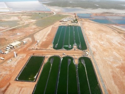 Aurora Algae is promising to produce ultra-potent EPA-rich oils from algae on a scale never seen before at a site in western Australia