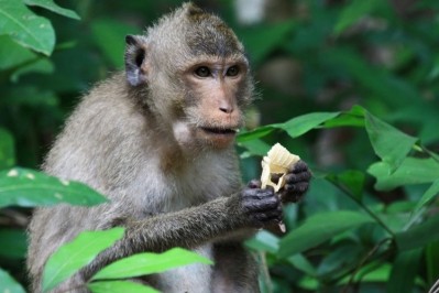 Omega-3 rich diet linked to more developed brain networks: Monkey data