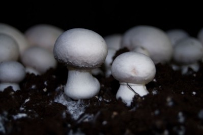 UV flashes can super charge vitamin D in mushrooms