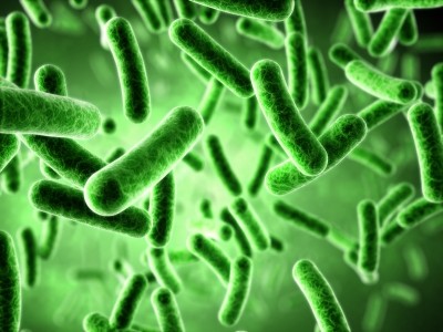 Western lifestyle may limit gut bacteria diversity: Study