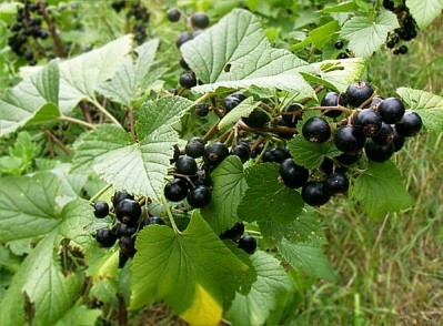Blackcurrant nectar shows exercise benefits for college students: Study
