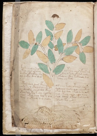 HerbalGram article lays out New World connections for antique botanical text written in code