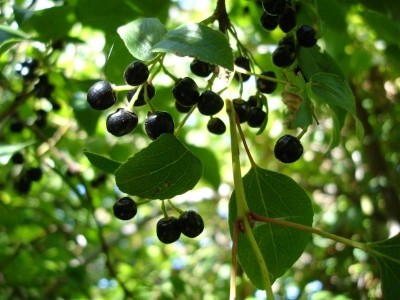 Maqui berry extracts may support blood sugar control for diabetics