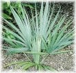 Saw palmetto no better than placebo for urinary tract symptoms?