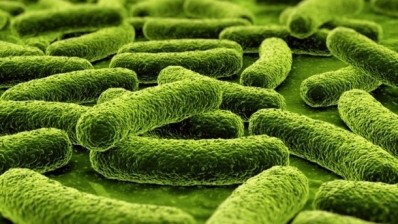 Microbiome metabolism: Scientists reveal how gut bacteria break down complex carbohydrates