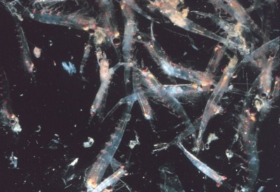 The World Wildlife Fund (WWF) recently stated krill was the world's largest under-exploited fishery