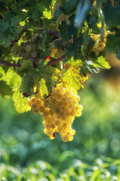 From Italian grape a sweetener that is delicious, natural and reliable
