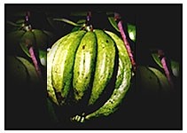 High end suppliers rely on quality message as demand for garcinia cambogia ingredients rises