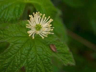 Bulletin highlights adulteration of goldenseal