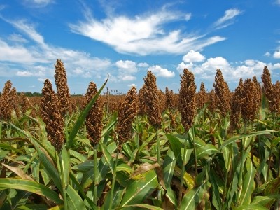 West African sorghum extract shows anti-inflammatory and immune health benefits