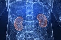 Chitosan gum introduced to help manage phosphate levels for kidney patients