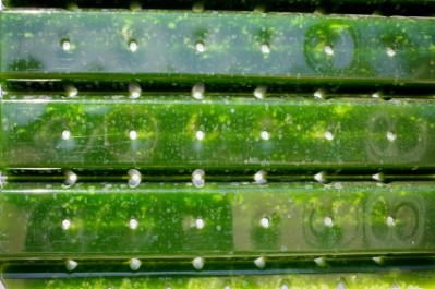 Special edition: The unlimited potential of algae