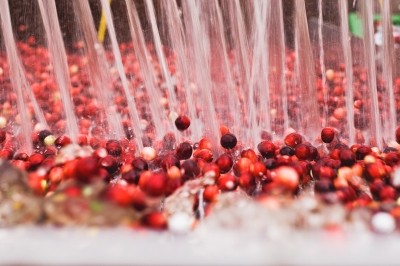 Role for cranberry seen in oral health for seniors