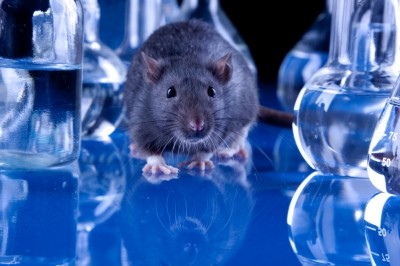 The project will use an obese mice model to show how phages could be used in early life to ‘push’ flora from an obesity-associated composition to one associated with normal weight. © iStock.com 
