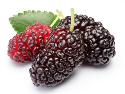 Mulberry leaf extract latest botanical to get a boost from Dr Oz
