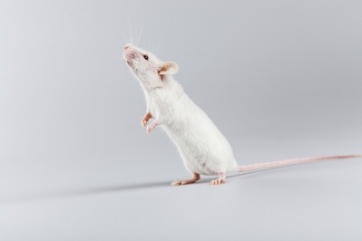 Probiotic Bifidobacteria may boost cognition in anxious mice: Study