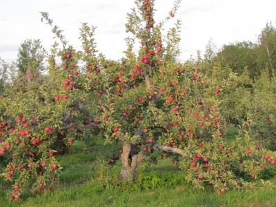 AppleActiv organic apple peel powder: an underrated superfruit