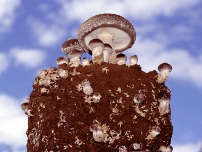 Mushrooms are a primary source of ergothioneine in nature. Image: iStockPhoto
