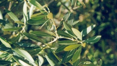 The olive leaf extract (OLE) from Comvita shows potential in reducing markers of cardiovascular risk - with more trials already underway, says the firm